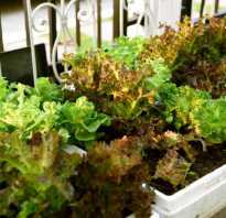 Вырастить салат дома на подоконнике зимой