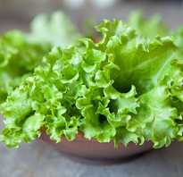 Рецепты салатов с салатом листовым